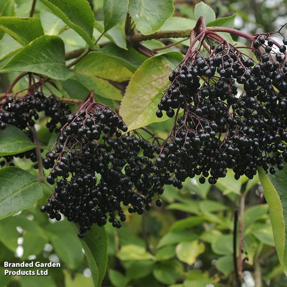 Elderberry (Hedging)