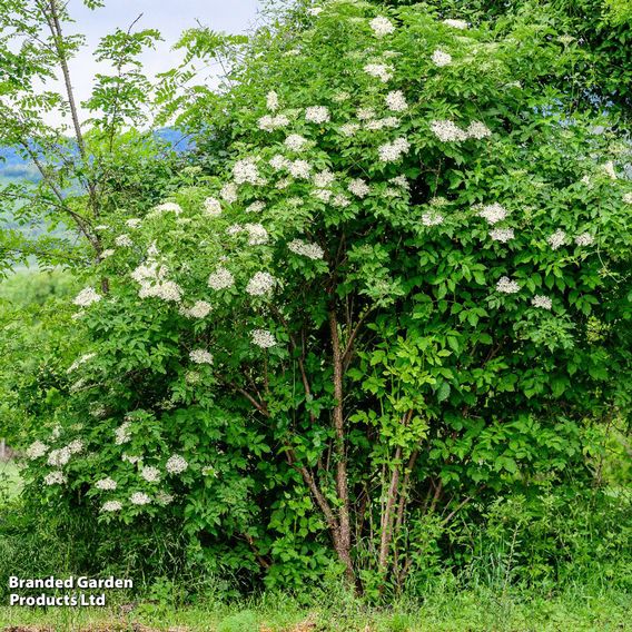 Elderberry (Hedging)