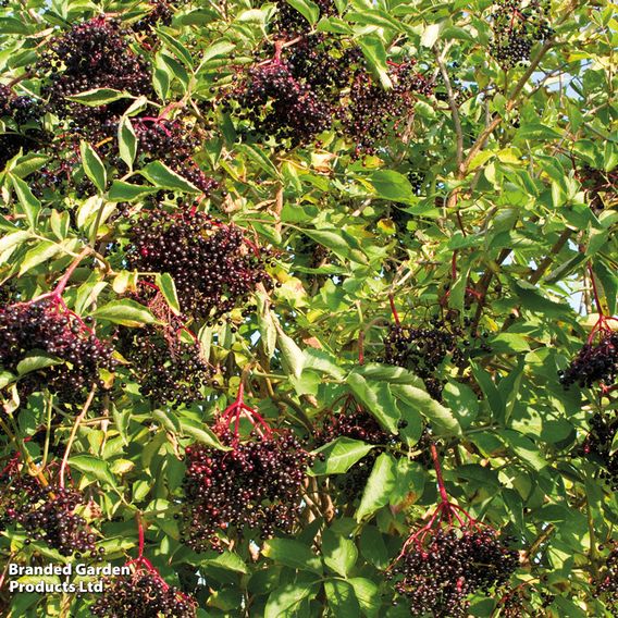 Elderberry (Hedging)