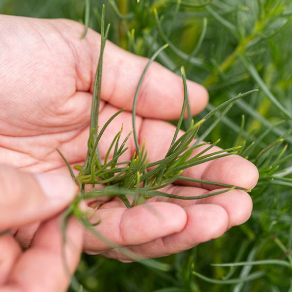 Japanese Land Samphire 'Okahijiki' - Seeds