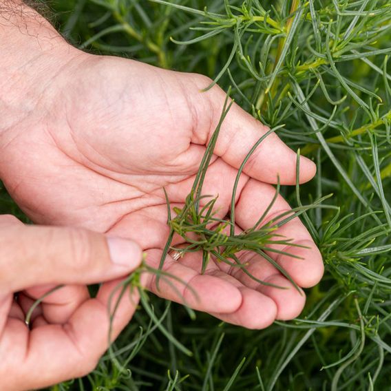 Japanese Land Samphire 'Okahijiki' - Seeds