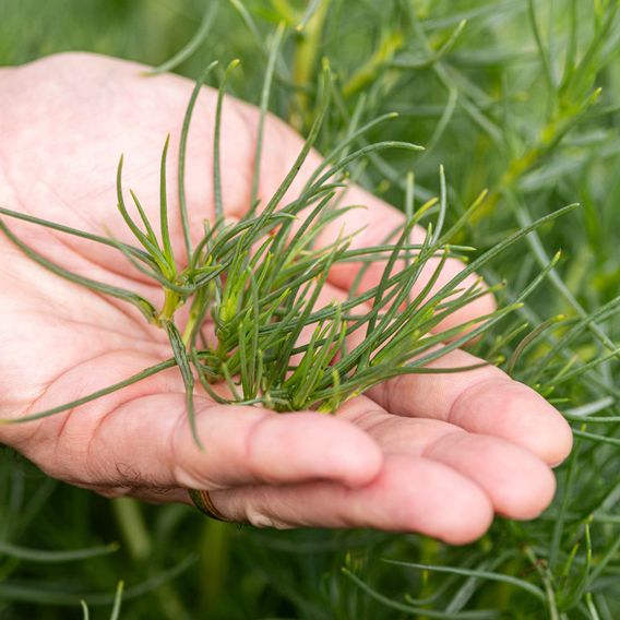 Japanese Land Samphire 'Okahijiki' - Seeds