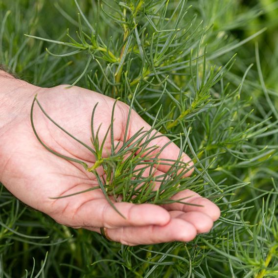 Japanese Land Samphire 'Okahijiki' - Seeds