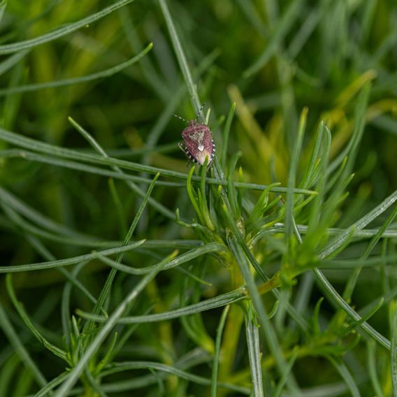 Japanese Land Samphire 'Okahijiki' - Seeds