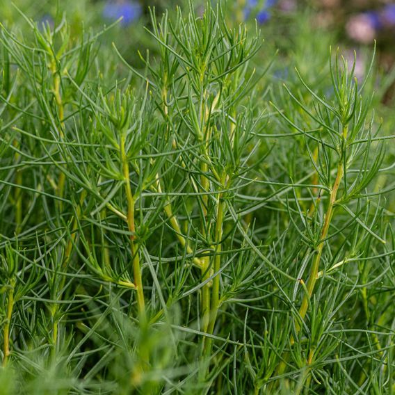 Japanese Land Samphire 'Okahijiki' - Seeds
