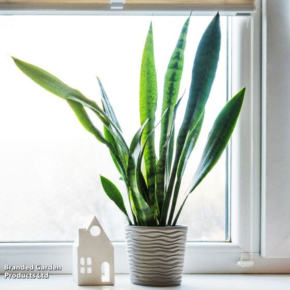 Sansevieria trifasciata 'Black Coral'