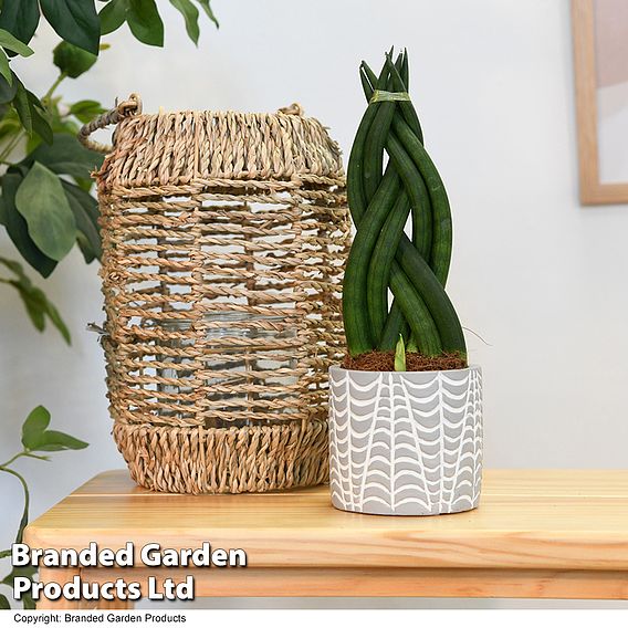 Sansevieria cylindrica 'Braided'