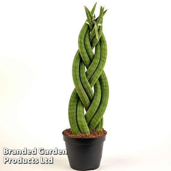 Sansevieria cylindrica 'Braided'