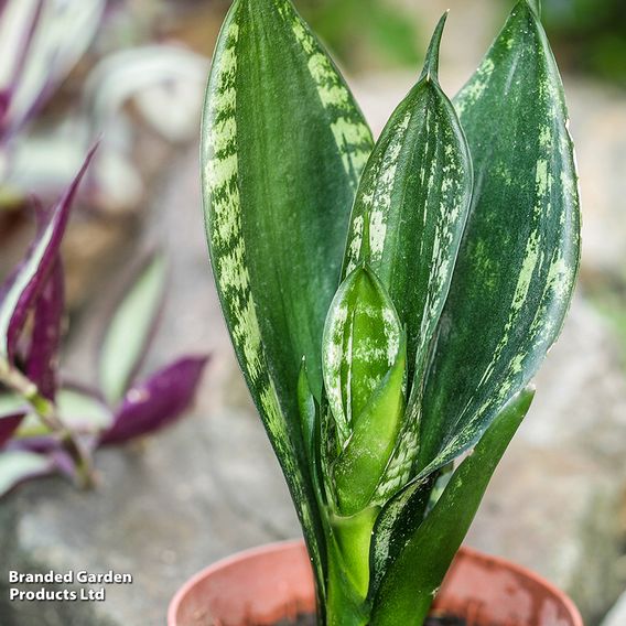 Sansevieria trifasciata 'Silver Flame'