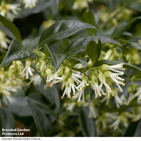 Fragrant Winter Shrub Duo