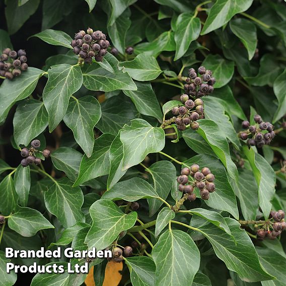 Sarcococca hookeriana var. digyna 'Purple Stem'