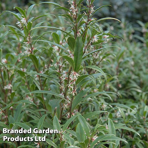 Sarcococca hookeriana var. digyna 'Purple Stem'