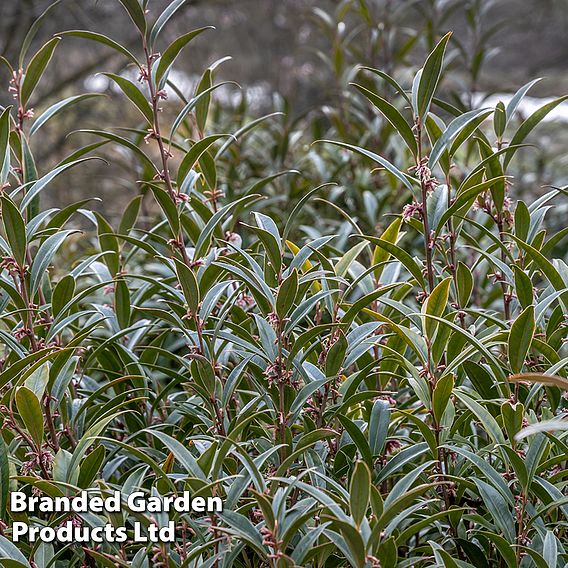 Sarcococca hookeriana var. digyna 'Purple Stem'