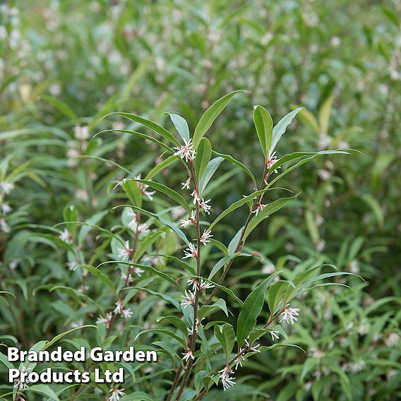 Sarcococca hookeriana var. digyna 'Purple Stem'