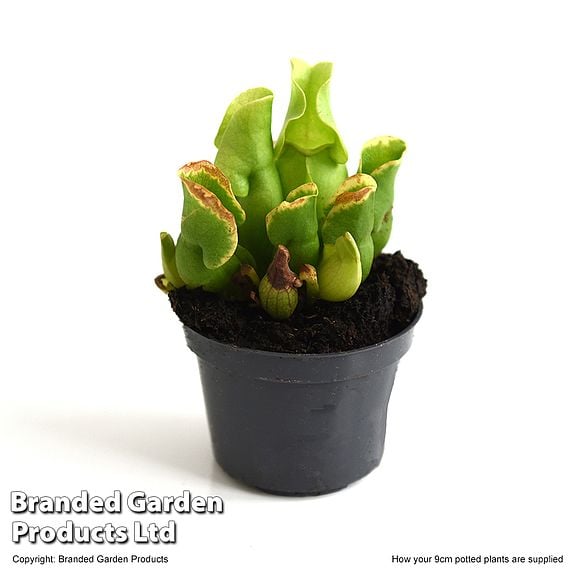 Sarracenia purpurea subsp. venosa