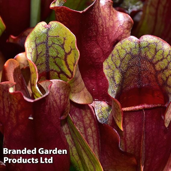 Sarracenia purpurea subsp. venosa