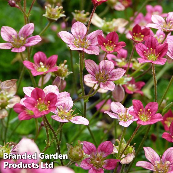 Saxifraga arendsii 'Mossy Purple'