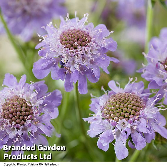 Scabiosa 'Blue Eyes'