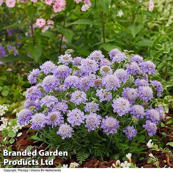 Scabiosa 'Blue Eyes'