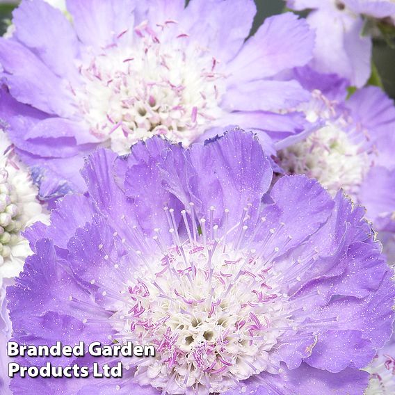 Scabiosa caucasica 'Goldingensis'
