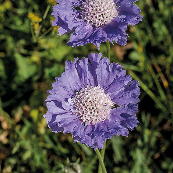 Scabiosa caucasica