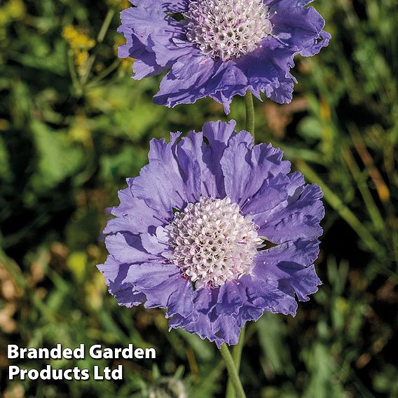Scabiosa caucasica