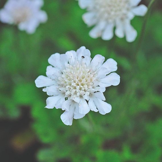 Scabiosa 'Kudo White'