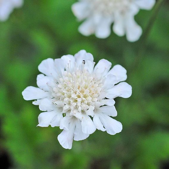 Scabiosa 'Kudo White'