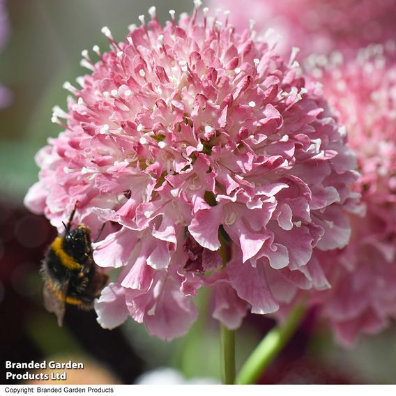 Scabiosa 'Scoop Marshmallow'
