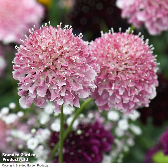 Scabiosa 'Scoop Marshmallow'