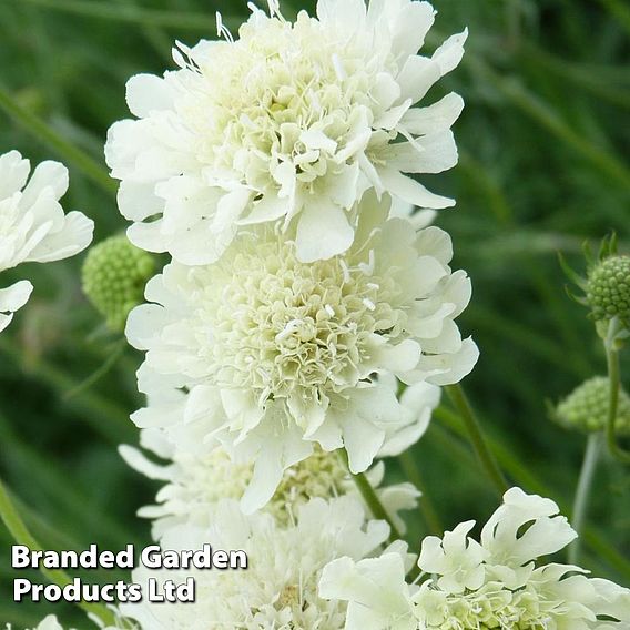 Scabiosa columbaria subsp. ochroleuca