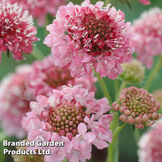 Scabious 'Salmon Queen' - Seeds