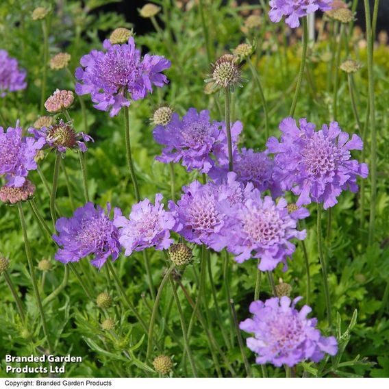 Scabiosa 'Vivid Violet'