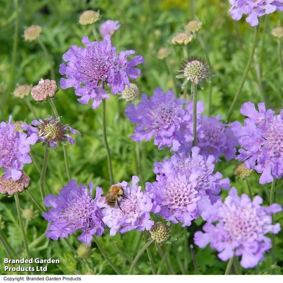 Scabiosa 'Vivid Violet'