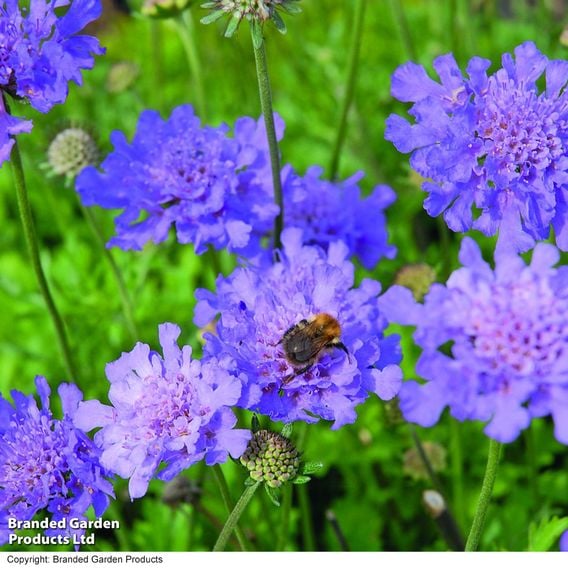 Scabiosa 'Vivid Violet'