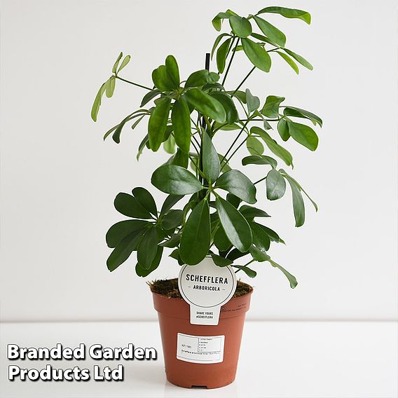 Schefflera arboricola 'Nora'