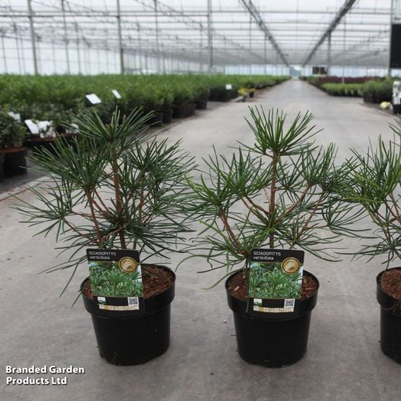 Sciadopitys verticillata