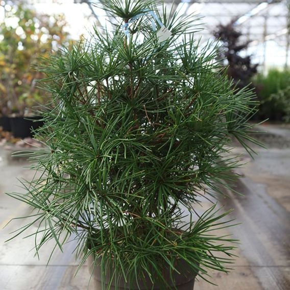 Sciadopitys verticillata