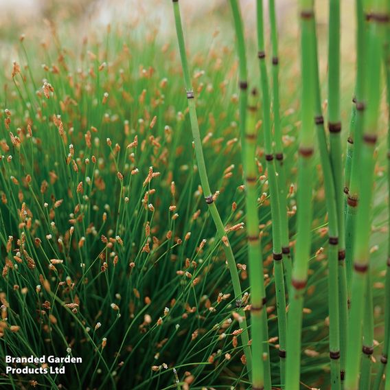 Scirpus isolepis (Oxygenating Aquatic)