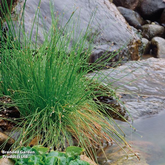 Scirpus isolepis (Oxygenating Aquatic)