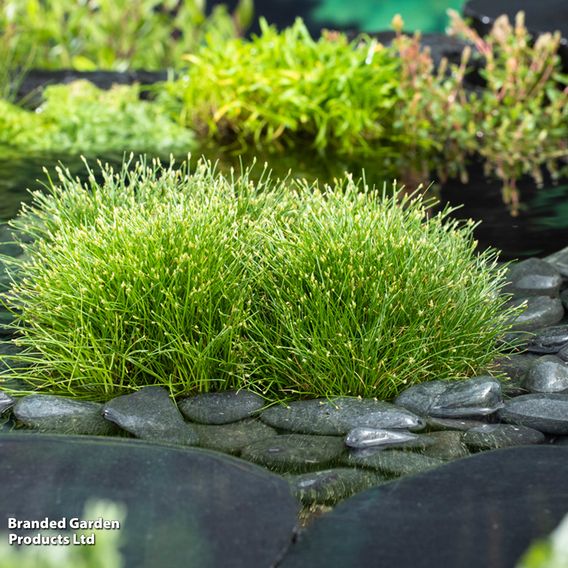 Scirpus isolepis (Oxygenating Aquatic)