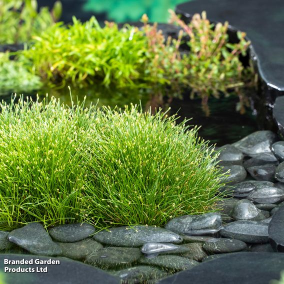 Scirpus isolepis (Oxygenating Aquatic)