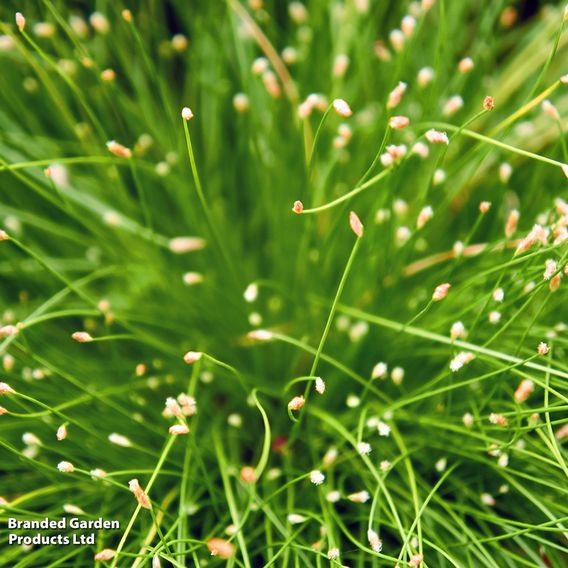 Scirpus isolepis (Oxygenating Aquatic)