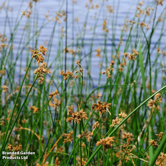 Scirpus lacustris 'Albescens' (Marginal Aquatic)