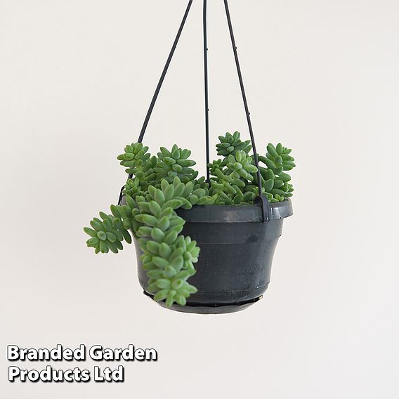 Sedum morganianum 'Burrito'
