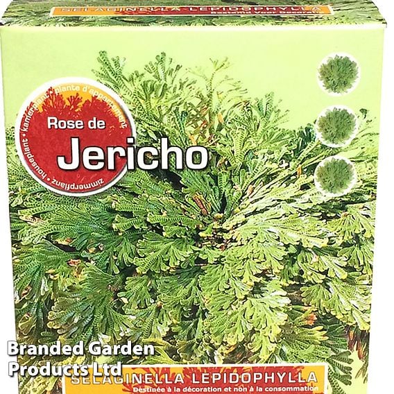 Selaginella lepidophylla (Rose of Jericho)
