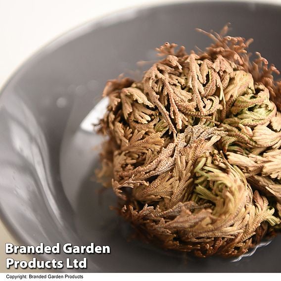 Selaginella lepidophylla (Rose of Jericho)
