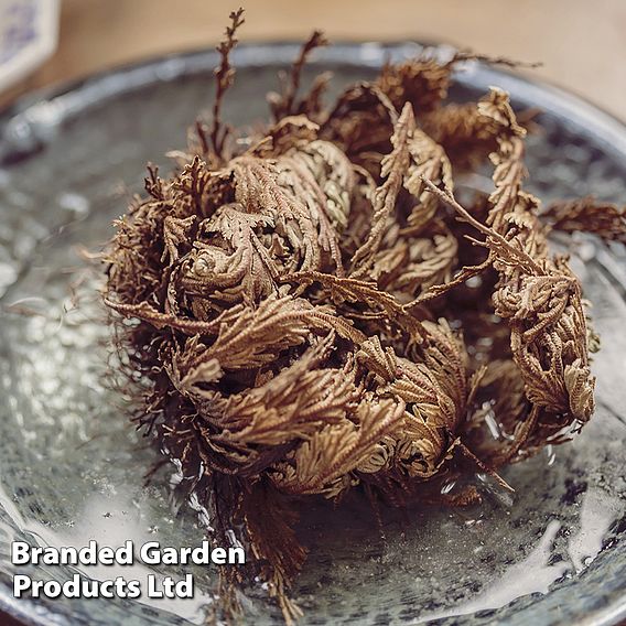 Selaginella lepidophylla (Rose of Jericho)