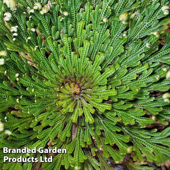 Selaginella lepidophylla (Rose of Jericho)