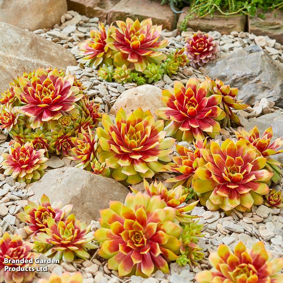 Sempervivum 'Chick Charms Jewel Trio'